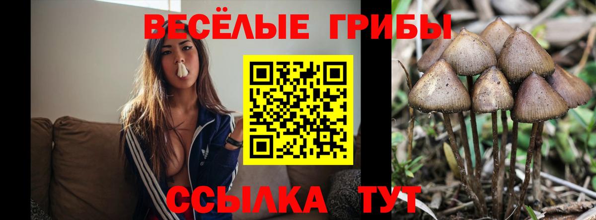 Псилоцибиновые грибы GOLDEN TEACHER Кольчугино